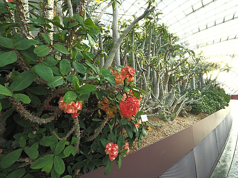 濱海灣花園 雲霧林(Cloud Forest)、花穹(Flower Dome) 及《莫內印象(Impressions of Monet)》特展、擎天樹叢(Supertree Grove)的《花園狂想曲(Garden Rhapsody)》聲光秀、遊園導覽車(Audio Tour)、Jurassic Nest FoodHall中的Hawker Chan燒肉飯,及金沙酒店《幻彩生輝(Spectra- A Light and Water)》燈光秀 — 赤道三國文化休閒行旅 之 新加坡篇 第五回 濱海灣花園