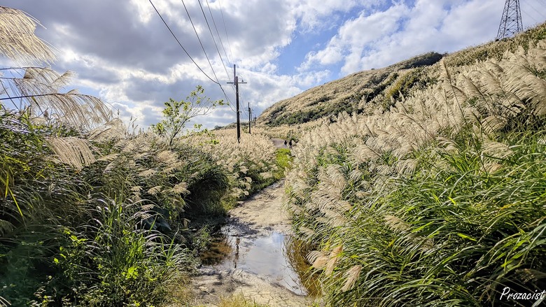 不厭五分茶壺｜2023年秋芒印象｜取道東勢坑路線