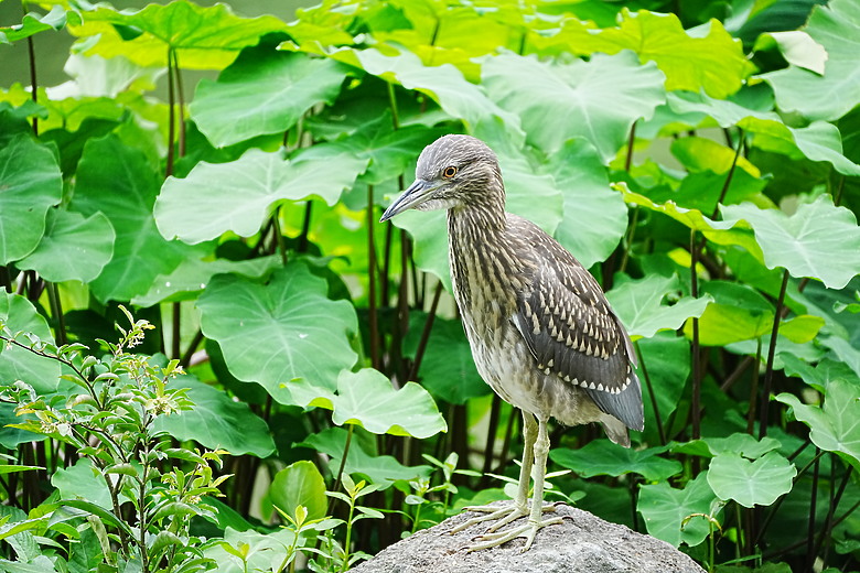 點我看大圖 Tamron 28-300mm f/4-7.1 Di III VC VXD(A074)評測報告|制霸無反、10.7x 旅遊鏡捲土重來!