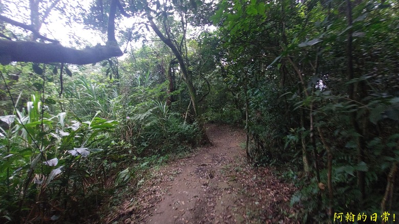 [2024 台北大縱走第四段] 風櫃口 → 大湖公園捷運站｜梅花山、圓覺瀑布、大溝溪畔