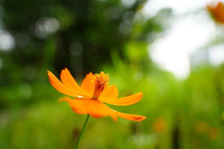 點我看大圖 Tamron 28-300mm f/4-7.1 Di III VC VXD(A074)評測報告|制霸無反、10.7x 旅遊鏡捲土重來!
