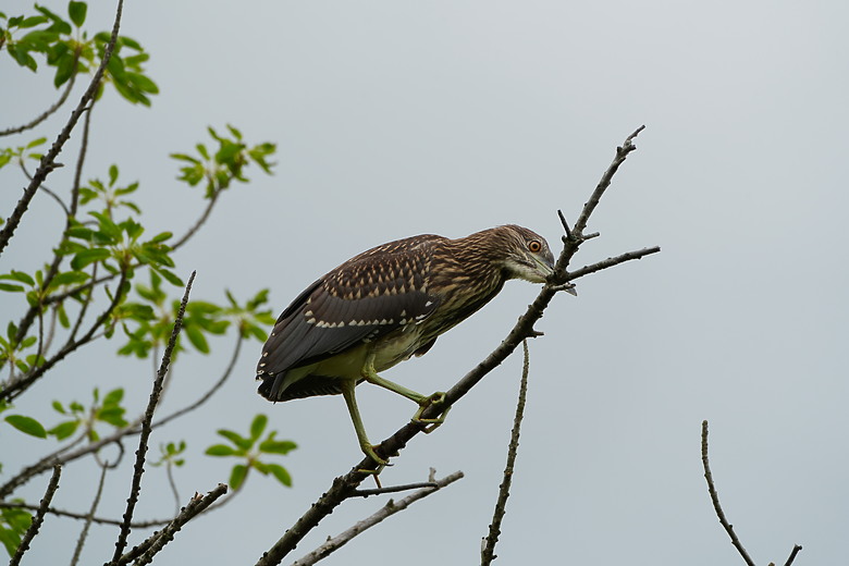 點我看大圖 Tamron 28-300mm f/4-7.1 Di III VC VXD(A074)評測報告|制霸無反、10.7x 旅遊鏡捲土重來!