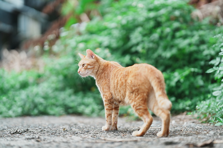 點我看大圖 Sony FE 85mm f/1.4 GM II 新舊對決|輕巧有感、畫質/對焦再精進!