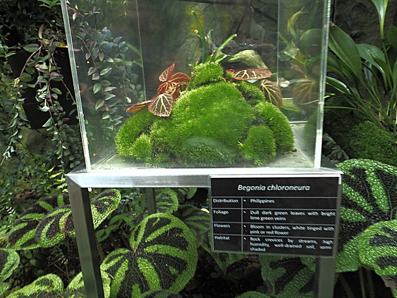 濱海灣花園 雲霧林(Cloud Forest)、花穹(Flower Dome) 及《莫內印象(Impressions of Monet)》特展、擎天樹叢(Supertree Grove)的《花園狂想曲(Garden Rhapsody)》聲光秀、遊園導覽車(Audio Tour)、Jurassic Nest FoodHall中的Hawker Chan燒肉飯,及金沙酒店《幻彩生輝(Spectra- A Light and Water)》燈光秀 — 赤道三國文化休閒行旅 之 新加坡篇 第五回 濱海灣花園