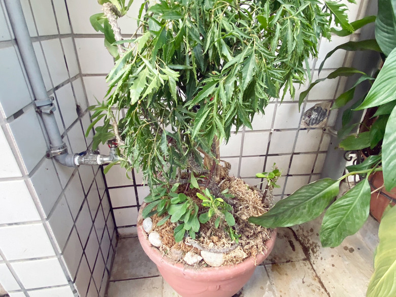 【安裝分享】 桌上型飲水機，可生飲超方便!