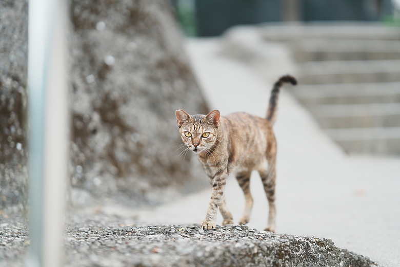 點我看大圖 Sony FE 85mm f/1.4 GM II 新舊對決|輕巧有感、畫質/對焦再精進!