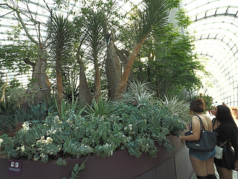 濱海灣花園 雲霧林(Cloud Forest)、花穹(Flower Dome) 及《莫內印象(Impressions of Monet)》特展、擎天樹叢(Supertree Grove)的《花園狂想曲(Garden Rhapsody)》聲光秀、遊園導覽車(Audio Tour)、Jurassic Nest FoodHall中的Hawker Chan燒肉飯,及金沙酒店《幻彩生輝(Spectra- A Light and Water)》燈光秀 — 赤道三國文化休閒行旅 之 新加坡篇 第五回 濱海灣花園