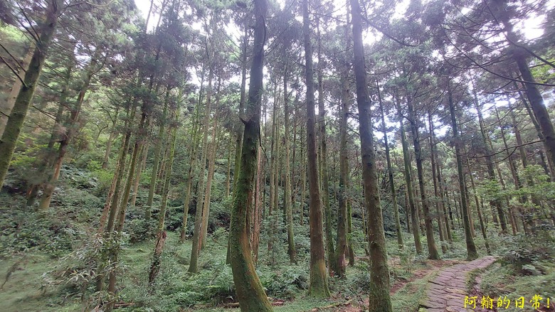 [2024 台北大縱走第三段] 小油坑 → 風櫃口 北市第一高峰360度視野 美景盡收眼底