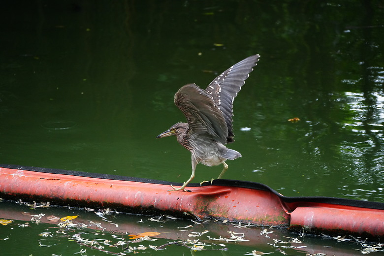 點我看大圖 Tamron 28-300mm f/4-7.1 Di III VC VXD(A074)評測報告|制霸無反、10.7x 旅遊鏡捲土重來!