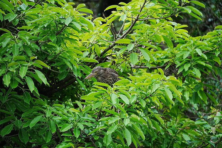 點我看大圖 Tamron 28-300mm f/4-7.1 Di III VC VXD(A074)評測報告|制霸無反、10.7x 旅遊鏡捲土重來!