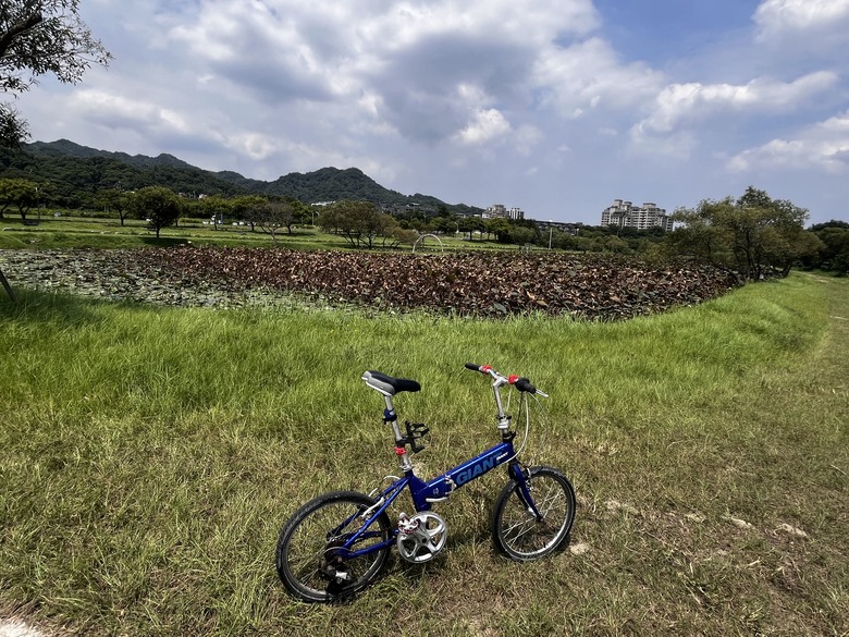 小折再訪大溪中新里韭菜花田,差點被太陽公公割韭菜