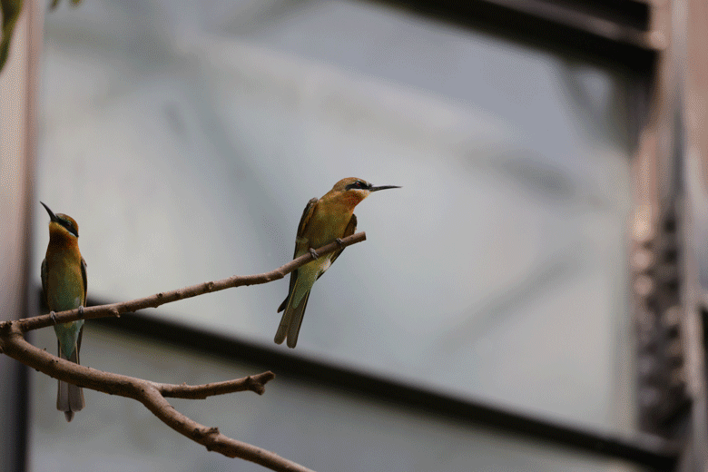 Canon EOS R5 Mark II 評測報告｜攝錄雙全、劍指 R3 的全能專業機！