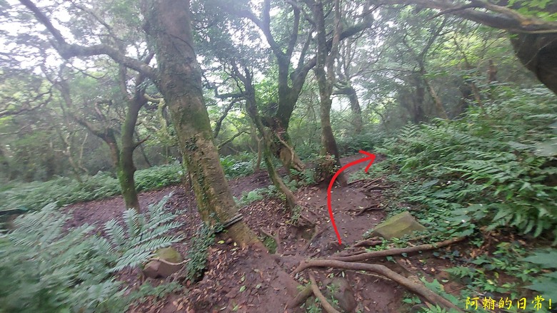 [2024 台北大縱走第二段] 小油坑 → 二子坪(逆走) ｜竹仔湖、二子坪 風景秀麗，無緣大屯山連峰風景