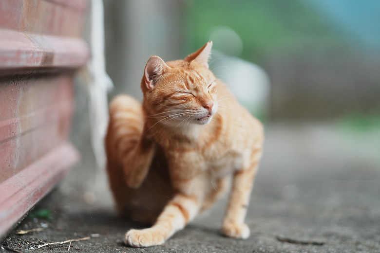 點我看大圖 Sony FE 85mm f/1.4 GM II 新舊對決|輕巧有感、畫質/對焦再精進!