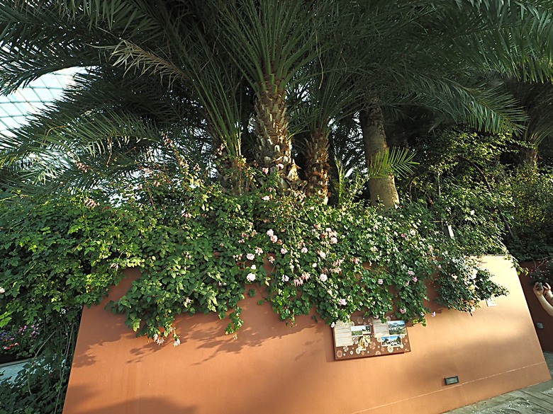 濱海灣花園 雲霧林(Cloud Forest)、花穹(Flower Dome) 及《莫內印象(Impressions of Monet)》特展、擎天樹叢(Supertree Grove)的《花園狂想曲(Garden Rhapsody)》聲光秀、遊園導覽車(Audio Tour)、Jurassic Nest FoodHall中的Hawker Chan燒肉飯,及金沙酒店《幻彩生輝(Spectra- A Light and Water)》燈光秀 — 赤道三國文化休閒行旅 之 新加坡篇 第五回 濱海灣花園