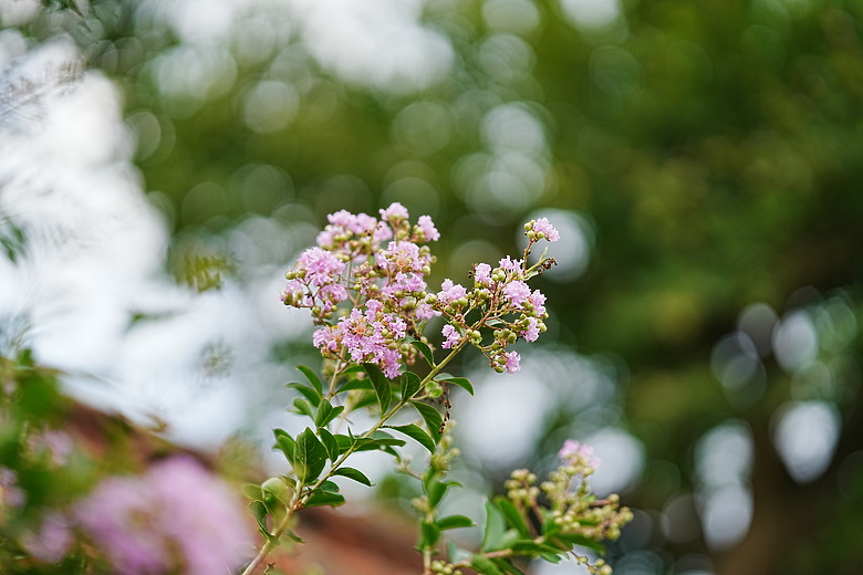 點我看大圖 Sony FE 85mm f/1.4 GM II 新舊對決|輕巧有感、畫質/對焦再精進!