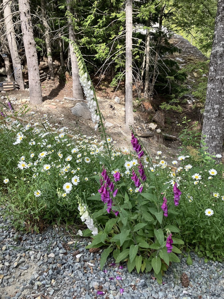 「瑜伽越野跑」加拿大🇨🇦 溫哥華 Vancouver, BC 北邊的兩條路線：Sea to Summit 及 Garibaldi Lake trail