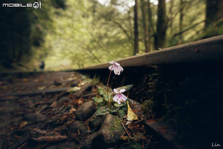 出遊分享 Canon EOS R8 ( 阿里山遊記)