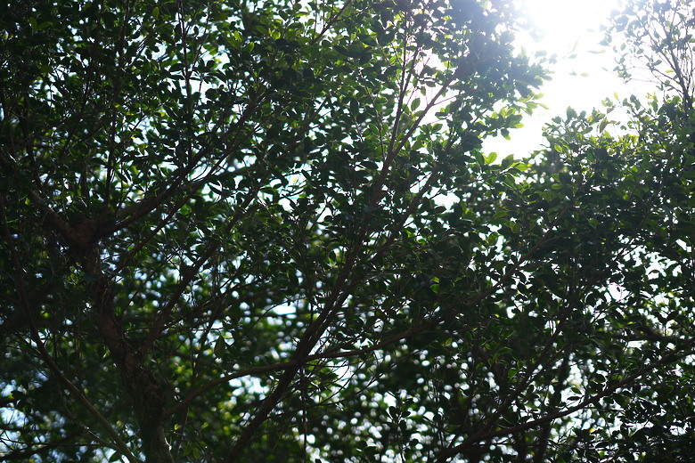 Sony FE 85mm f/1.4 GM II 新舊對決｜輕巧有感、畫質/對焦再精進！
