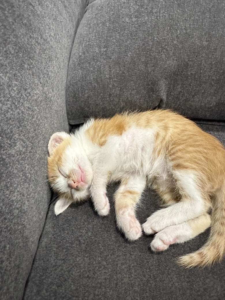 新手貓奴求幼貓飼料推薦（法米納/卡娜芙）