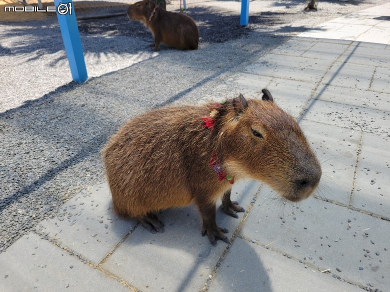 宜蘭在地動物友善親子樂園-星夢森林劇場