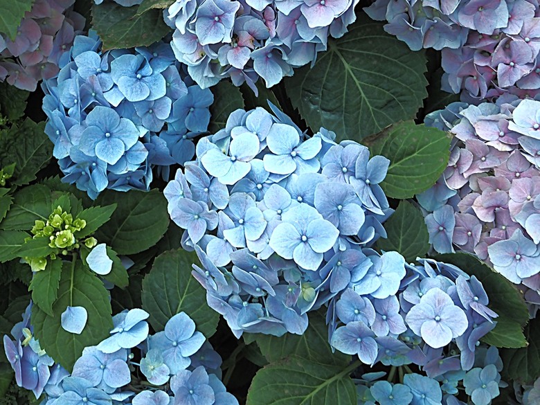 濱海灣花園 雲霧林(Cloud Forest)、花穹(Flower Dome) 及《莫內印象(Impressions of Monet)》特展、擎天樹叢(Supertree Grove)的《花園狂想曲(Garden Rhapsody)》聲光秀、遊園導覽車(Audio Tour)、Jurassic Nest FoodHall中的Hawker Chan燒肉飯,及金沙酒店《幻彩生輝(Spectra- A Light and Water)》燈光秀 — 赤道三國文化休閒行旅 之 新加坡篇 第五回 濱海灣花園