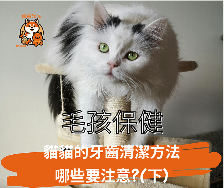 毛孩保健 貓貓的牙齒清潔方法哪些要注意?(下)