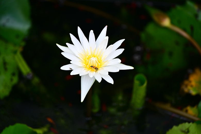 以朋友所送的兩隻西非側頸龜，開箱70-180mm F2.8，Z8帶子脫落，所以由Z6III拍。