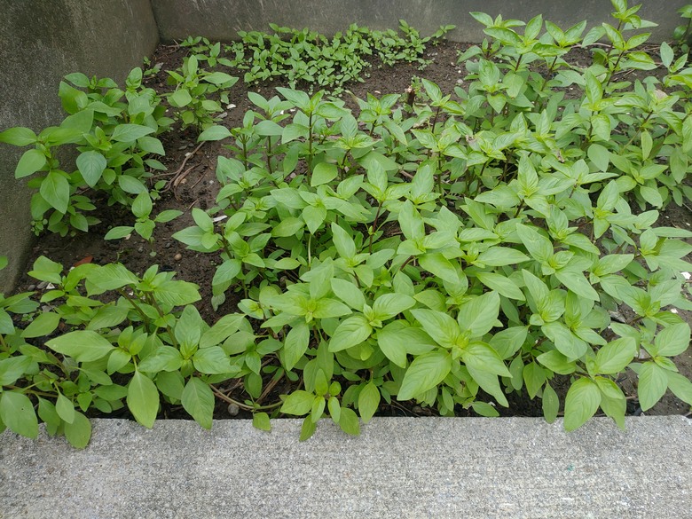 青菜暴貴 出外艱苦狼只能含淚九層塔