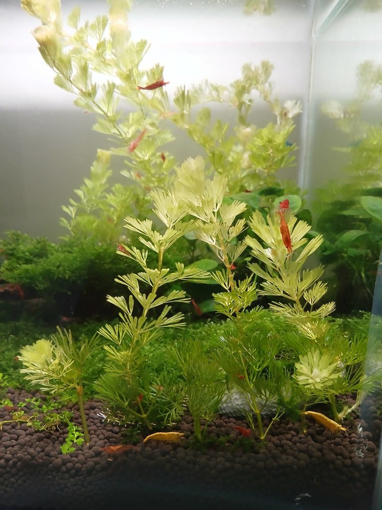 水草綠菊變黃