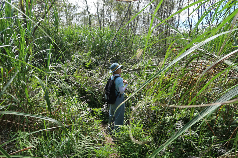點我看大圖 【萬人山】花蓮最美登山口小百岳 | 六十石山金針園區內
