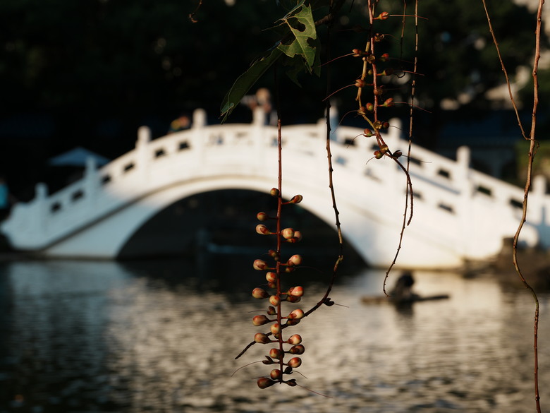 Sigma 17-70mm f2.8-4(三代鏡)老鏡配新機SONY A6700
