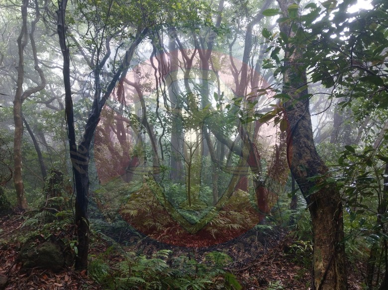 【UA健行】132梯:登山時,正好發生傾盆大雨|新人心得