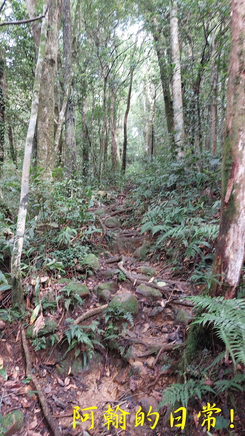 [郊山走走] 一個人的山林｜走走三山一峰的烏來三山