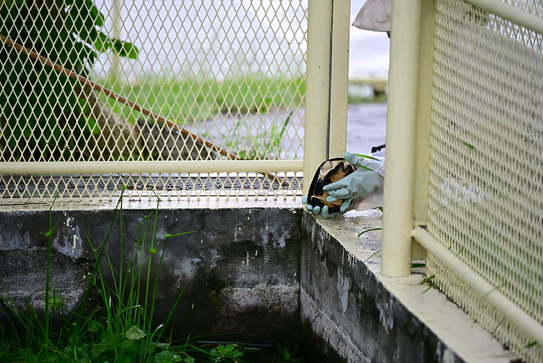 以朋友所送的兩隻西非側頸龜，開箱70-180mm F2.8，Z8帶子脫落，所以由Z6III拍。