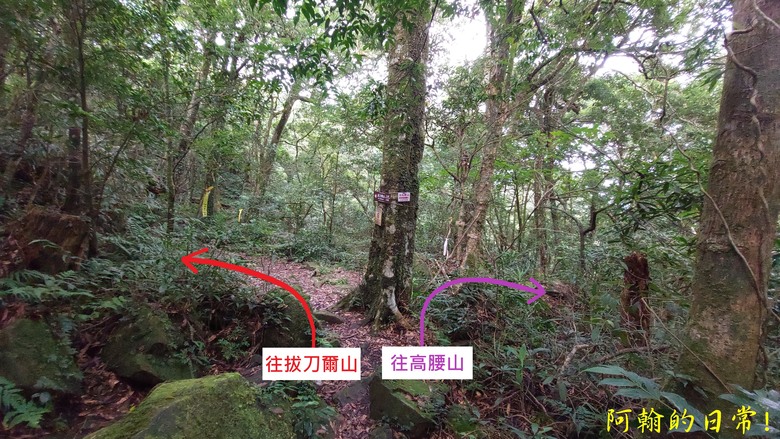 [郊山走走] 一個人的山林｜走走三山一峰的烏來三山