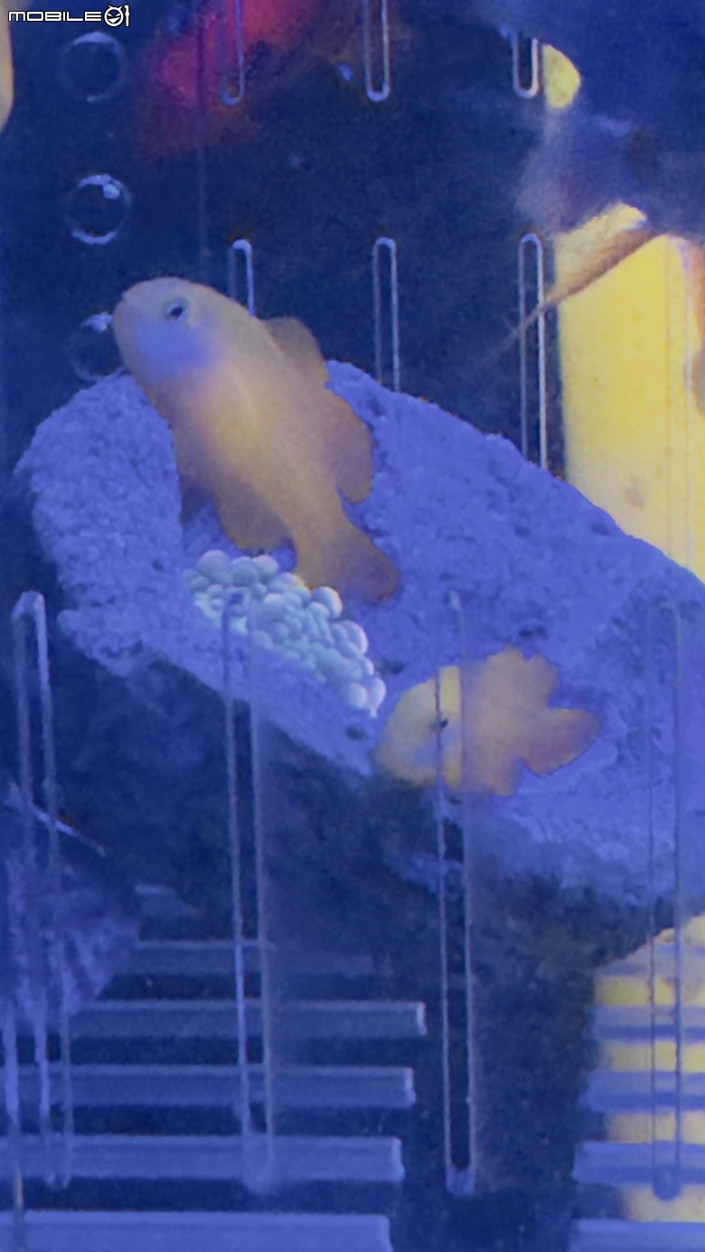 〔海水魚〕葉蝦虎魚 (Gobiodon spp.)