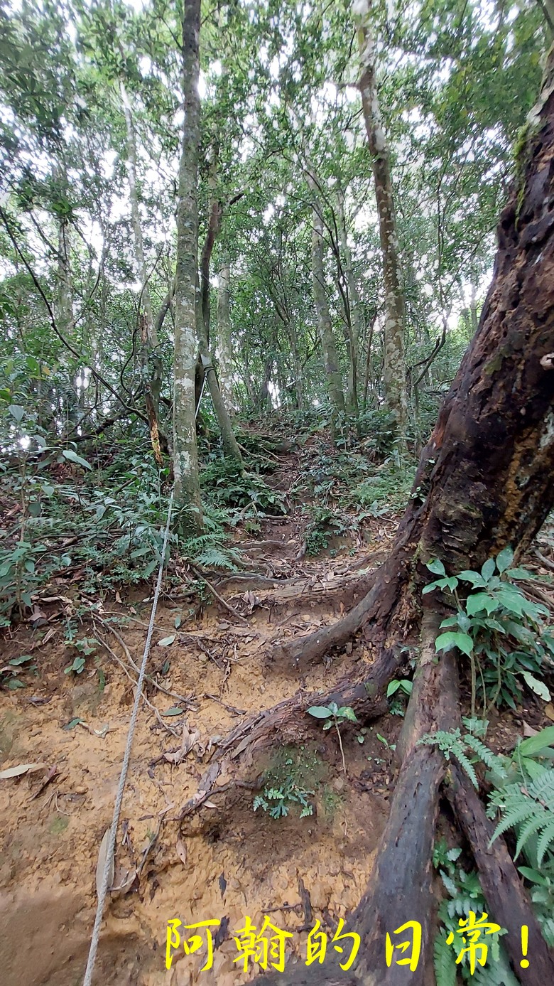 [郊山走走] 一個人的山林｜走走三山一峰的烏來三山