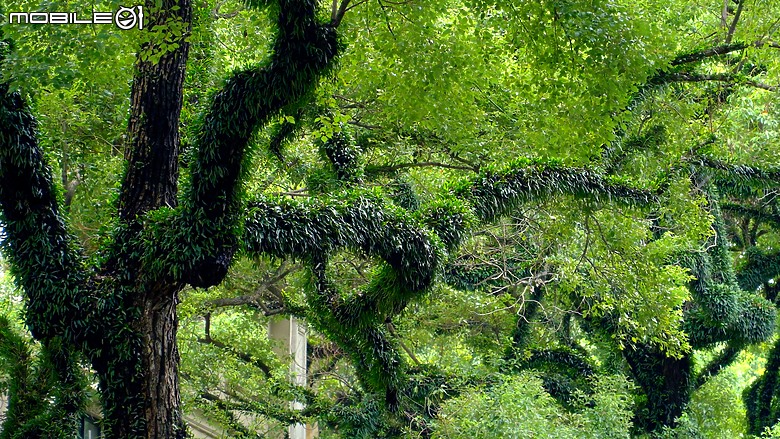 點我看大圖 羊城拾翠|廣州沙面