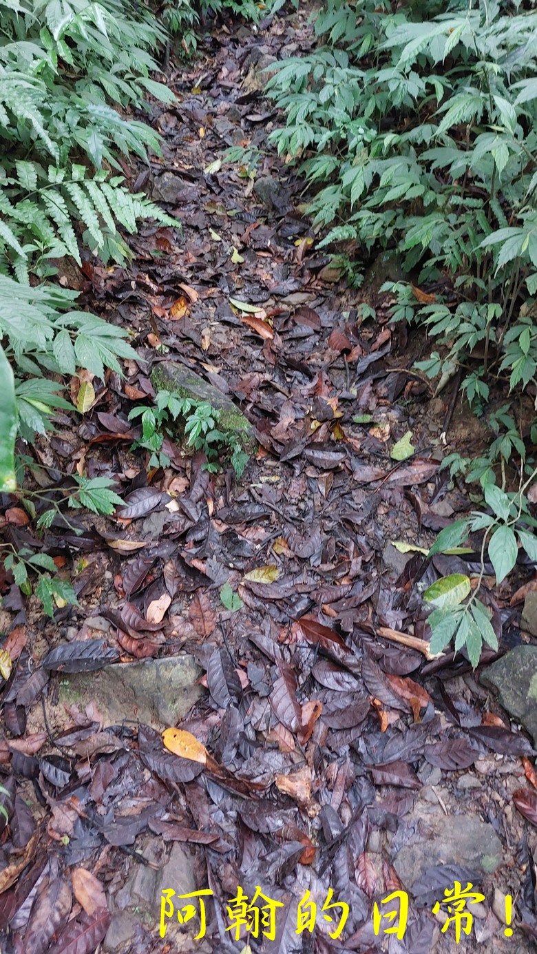 [郊山走走] 一個人的山林｜走走三山一峰的烏來三山