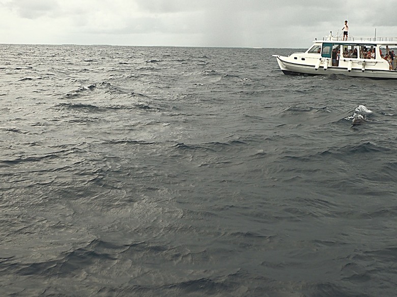 入住The Standard Maldives、碼頭邊珊瑚礁浮潛、出海賞海豚、環礁潟湖體驗 — 赤道三國文化休閒行旅 之 馬爾地夫篇 第一回 潟湖泳池水上屋(Lagoon Overwater Pool Villa)