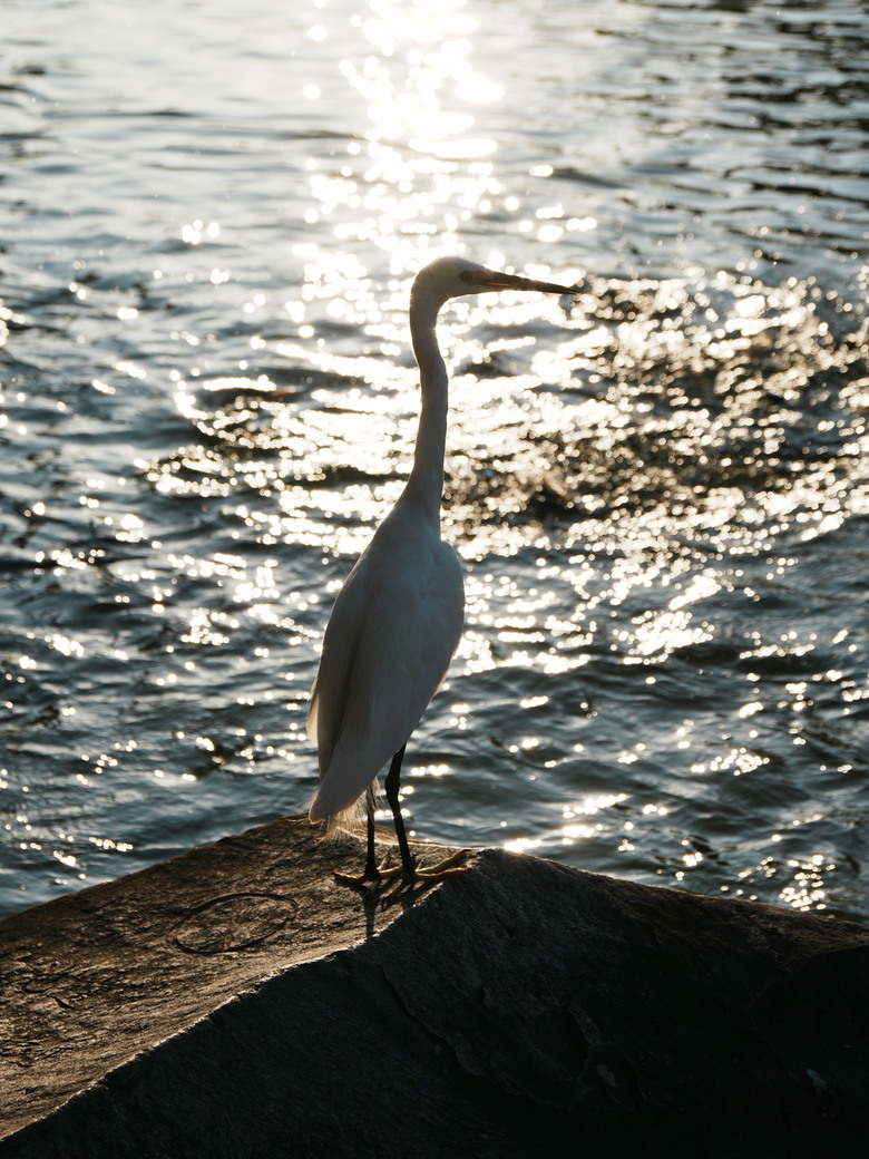 Sigma 17-70mm f2.8-4(三代鏡)老鏡配新機SONY A6700