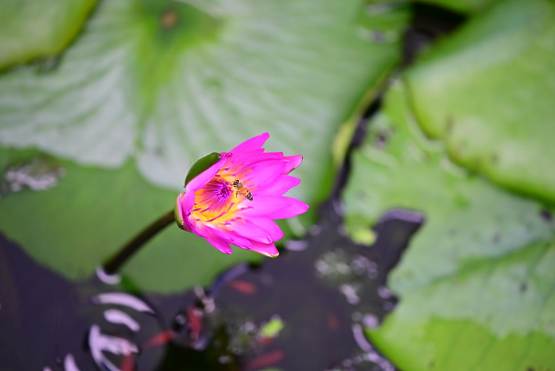 以朋友所送的兩隻西非側頸龜，開箱70-180mm F2.8，Z8帶子脫落，所以由Z6III拍。