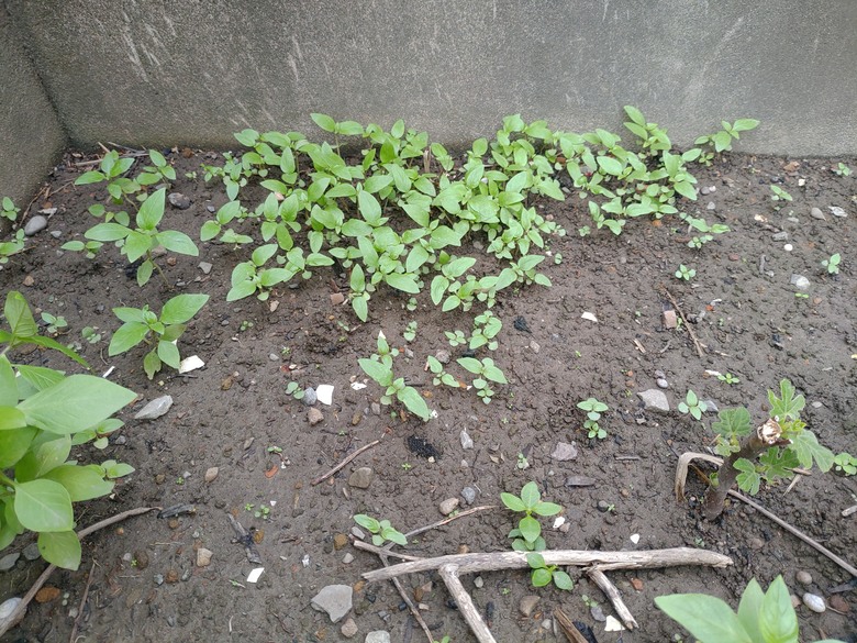 青菜暴貴 出外艱苦狼只能含淚九層塔