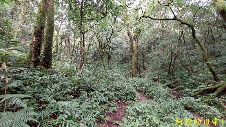 [郊山走走] 一個人的山林｜走走三山一峰的烏來三山