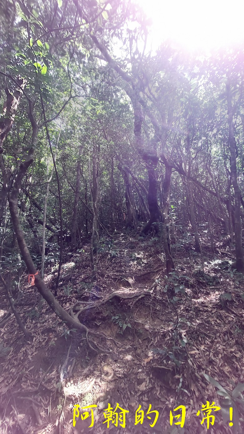 [郊山走走] 一個人的山林｜走走三山一峰的烏來三山