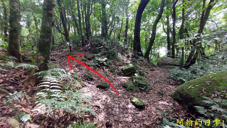 [郊山走走] 一個人的山林｜走走三山一峰的烏來三山