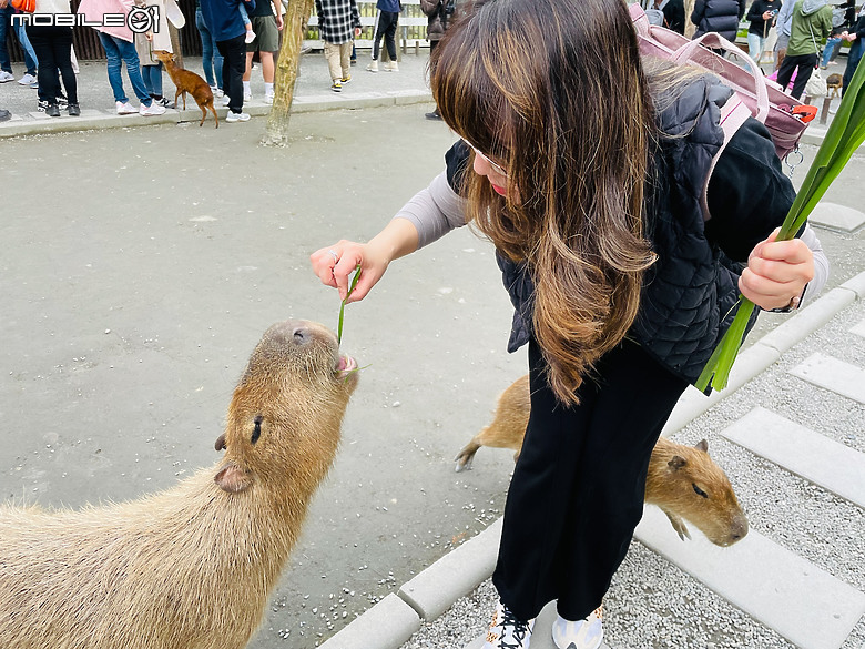 宜蘭輕旅行 - 遇見水豚君 @ 張美阿嬤農場 宜蘭威斯汀度假酒店