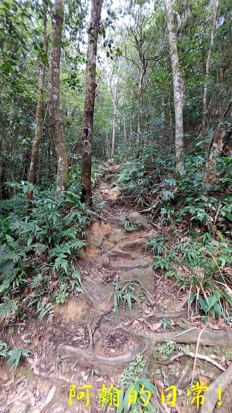 [郊山走走] 一個人的山林｜走走三山一峰的烏來三山
