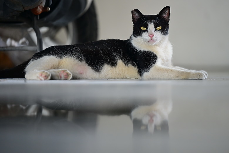 以朋友所送的兩隻西非側頸龜，開箱70-180mm F2.8，Z8帶子脫落，所以由Z6III拍。